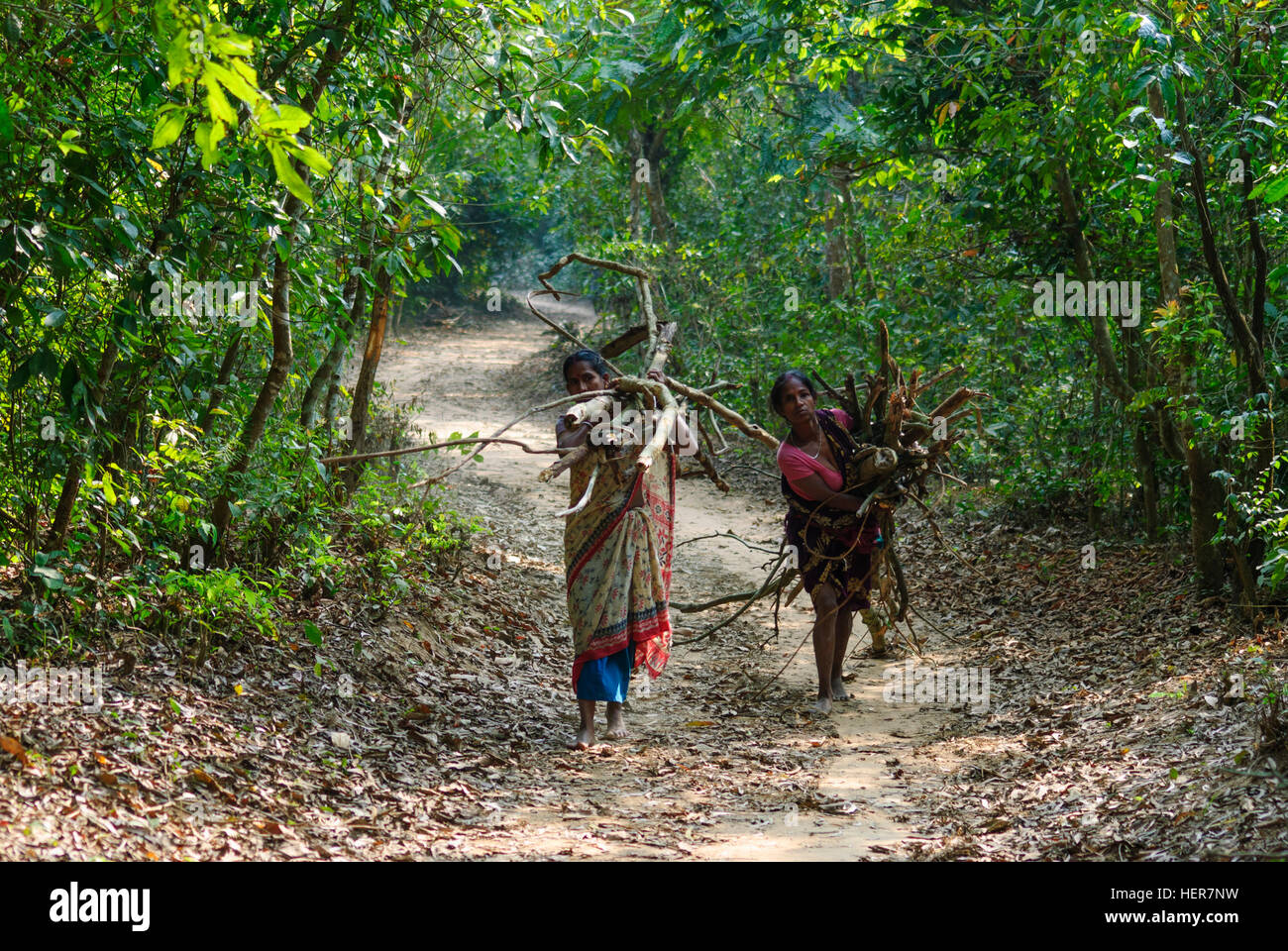 Sepahijala: Clouded Leopard National Park; Wood collectors, Tripura