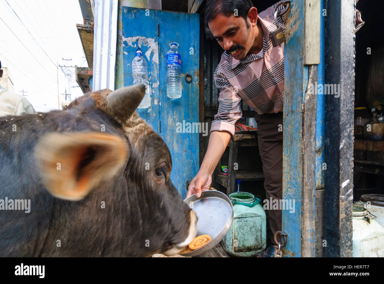 Agartala: Shopkeeper feeds a cow when opening his shop in the morning (good omen), Tripura, India Stock Photo
