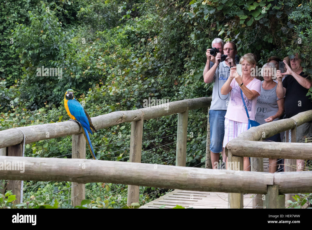Tourists Photographing Birds Birds Of Eden World S Largest Free
