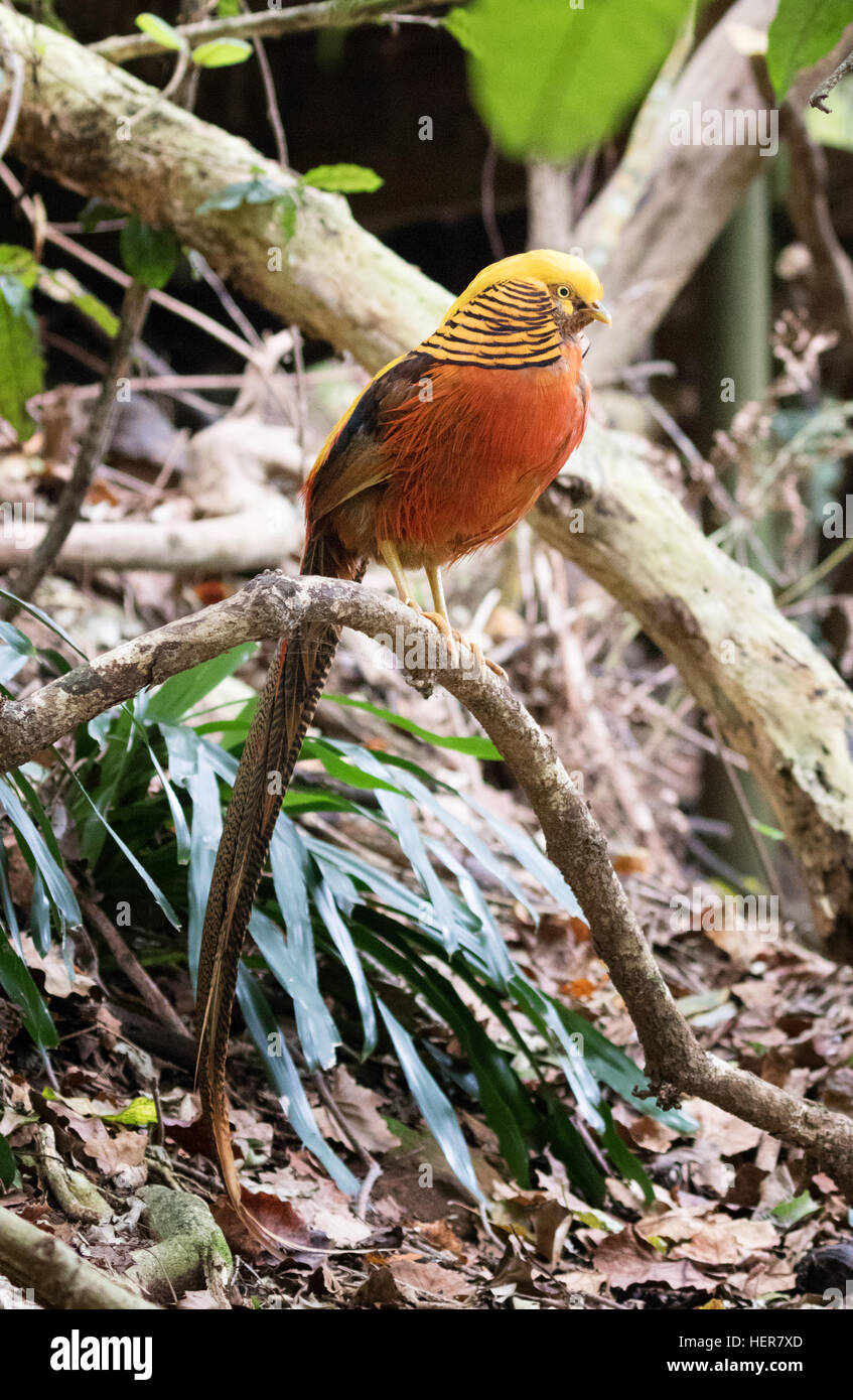 Chinese pheasant hi-res stock photography and images - Alamy