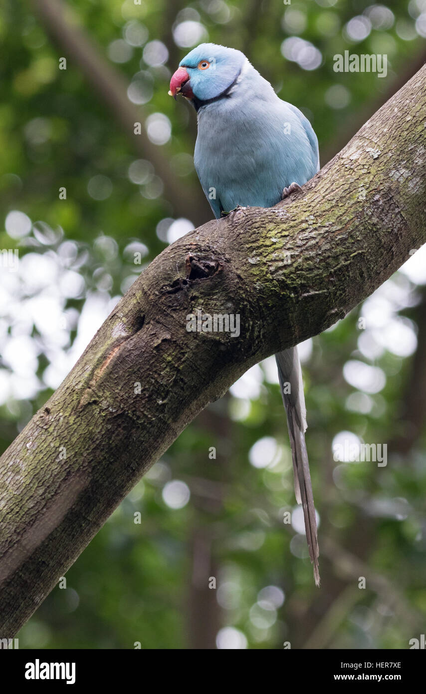 rose-ringed parakeet ( Psittacula krameri ) Stock Photo