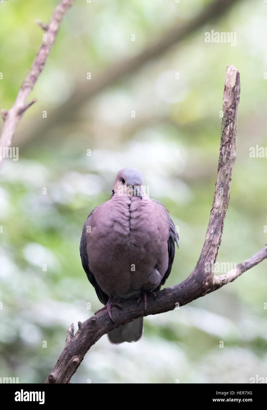 Laughing Dove ( Spilopelia senegalensis ), a small pigeon resident in Sub-saharan Africa, the Mddle East and India. Stock Photo