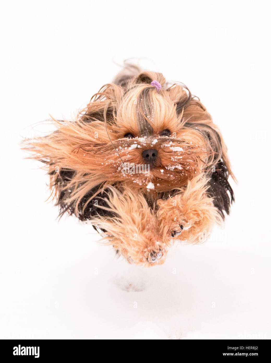 Are Yorkies Good Jumpers