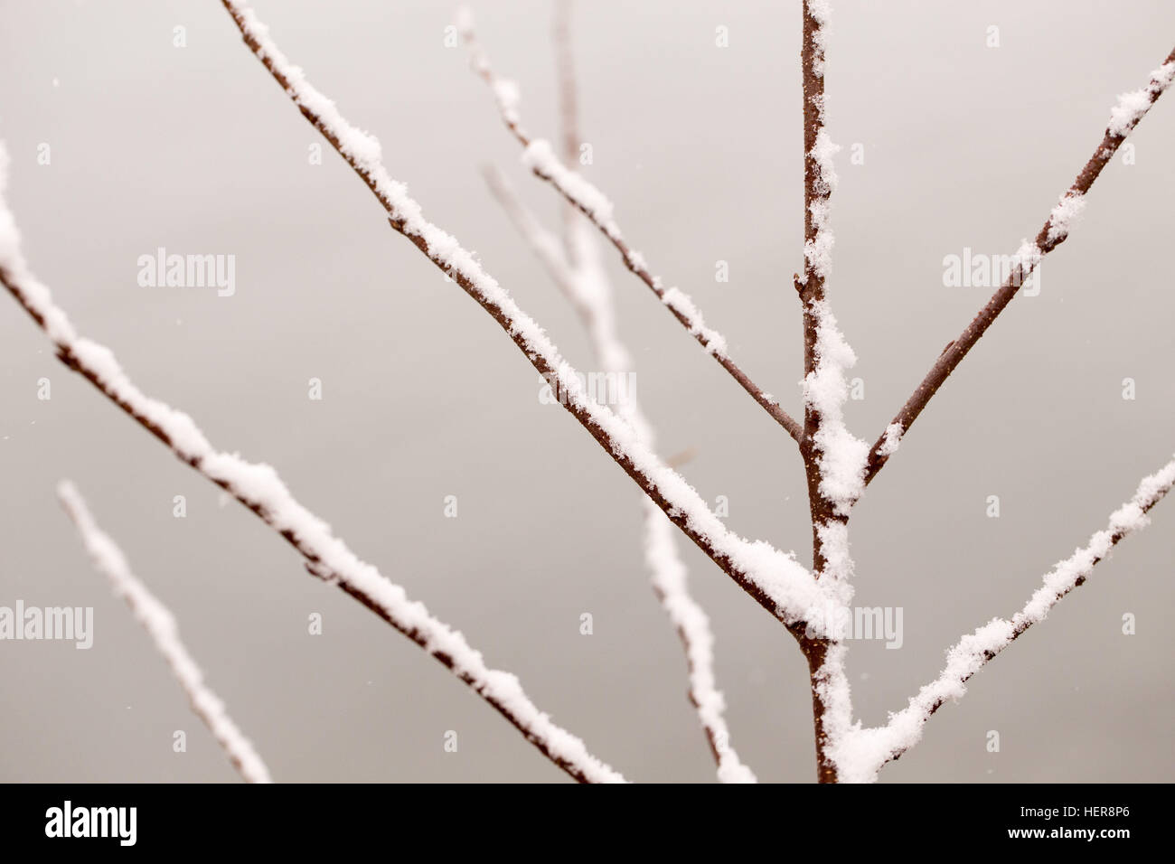 4 Season winter,beauty of snow,beige,branch,bright,brown,cold,december