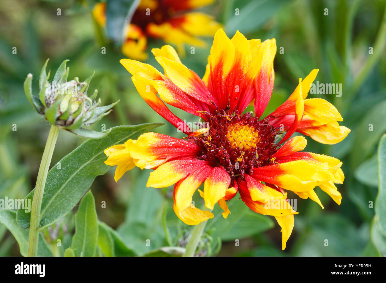 firewheel / Gaillardia pulchella in a garden Stock Photo Alamy