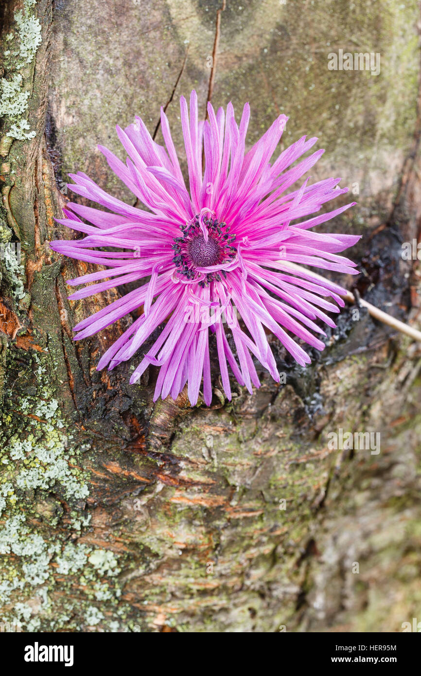 Tree anemone hi-res stock photography and images - Alamy