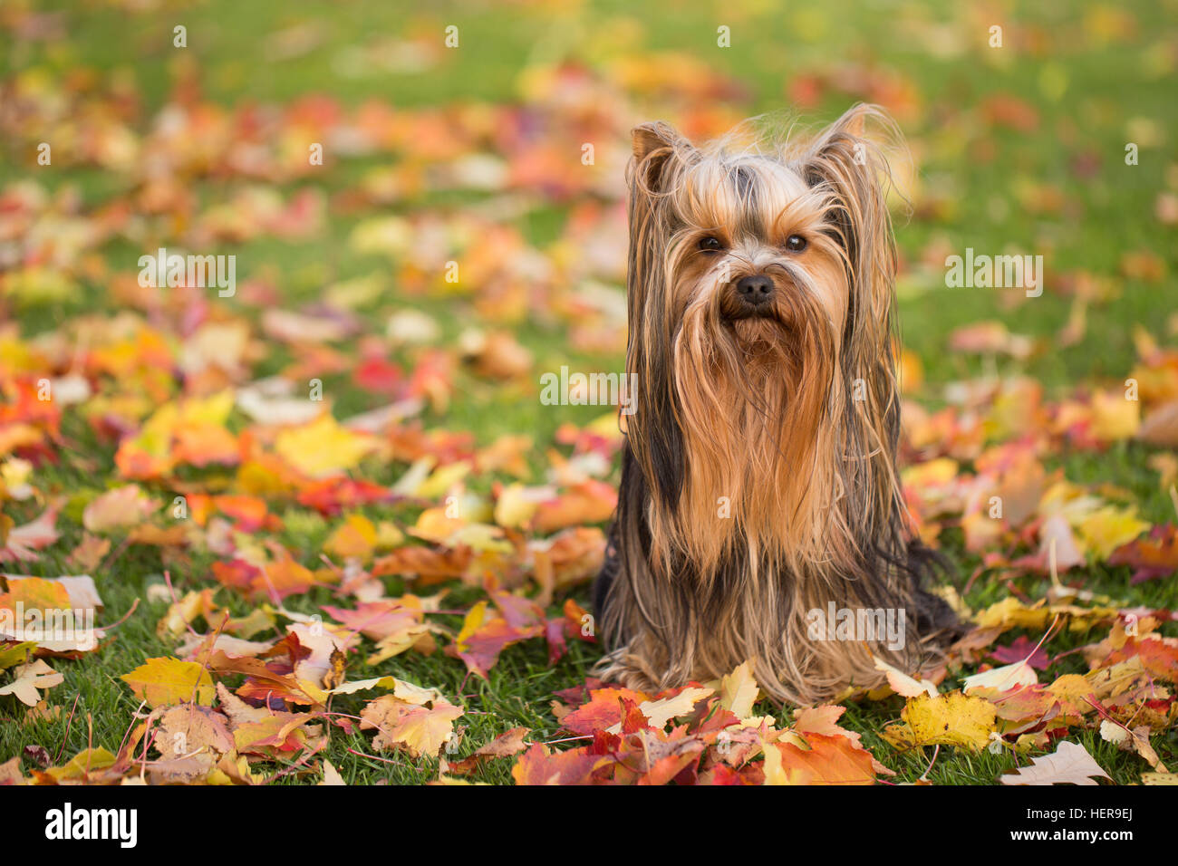 1 animal,animal,autumn,autumn foliage,color,colorful,copyspace,cute,dog,expression,fall,foliage,garden,grass,happiness,leaves,little,look,miniature long haired yorkie,Mini Yorkshire Terrier,nature,october,orange,pedigree,pet,portrait,portrait of Yorkshire Stock Photo