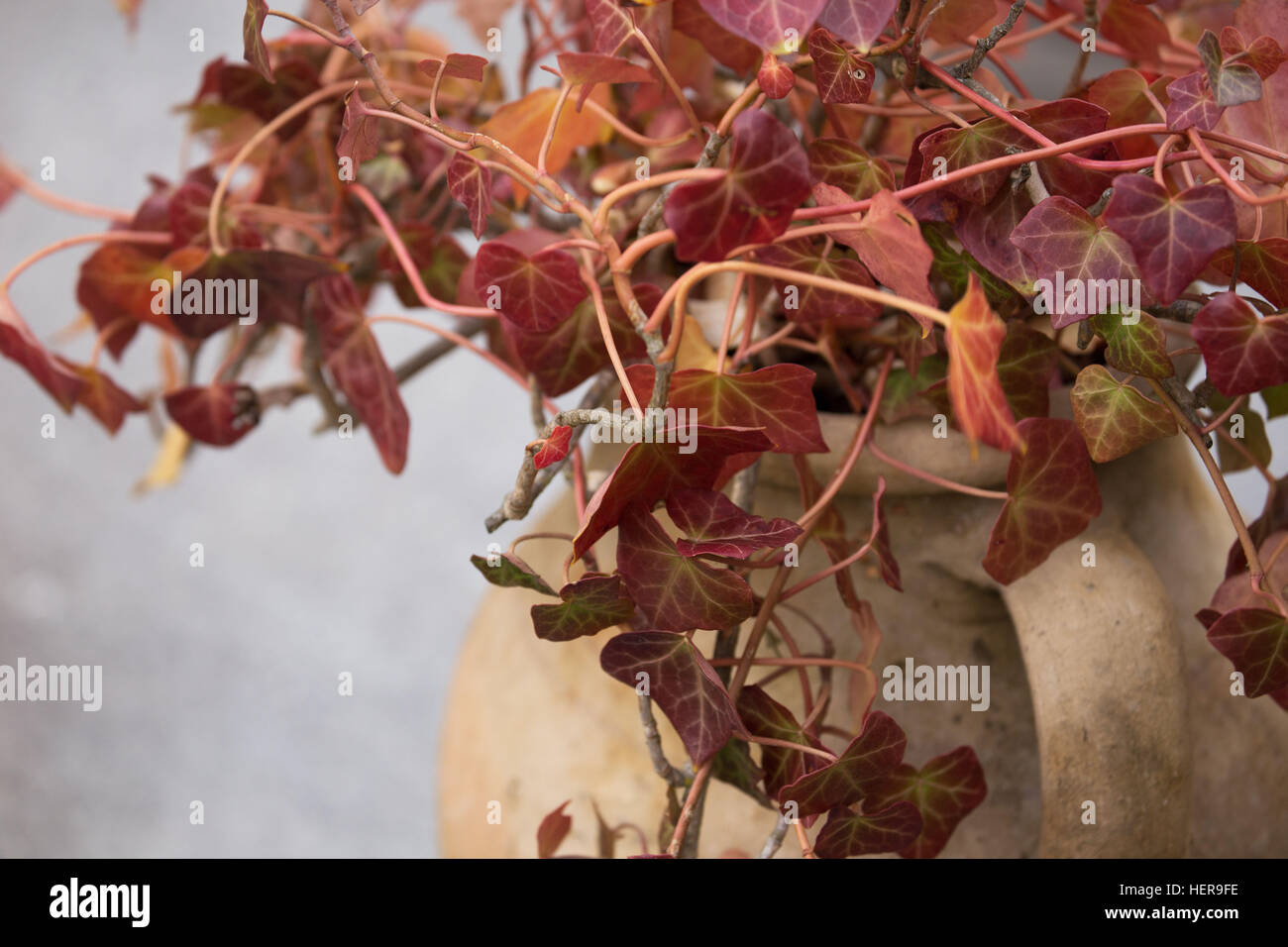 4 seasons, autumn,autumn,botany,burgundy color,burgundy red,climbing,closeup,color,colorful,decoration,earthen jar,fall,flora,flowerpot,foliage,garden,growth,ivy,leaf,leaves,natural,nature,october,plant,red,season,seasonal,texture Stock Photo