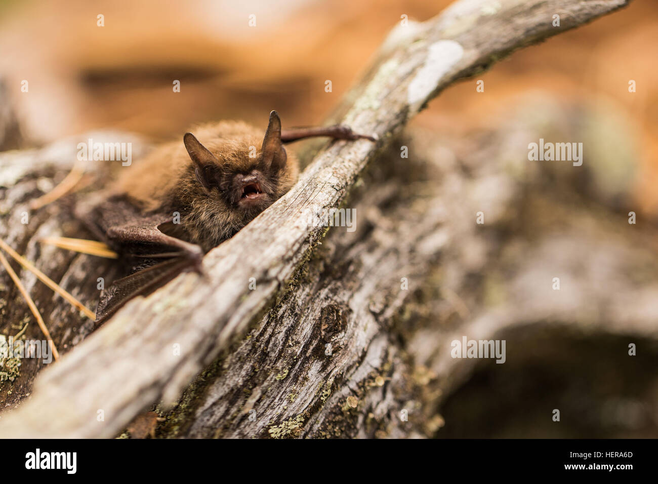 1 animal,animal,autumn,bat face,bat wing,brown,ears,face,flyer,forest