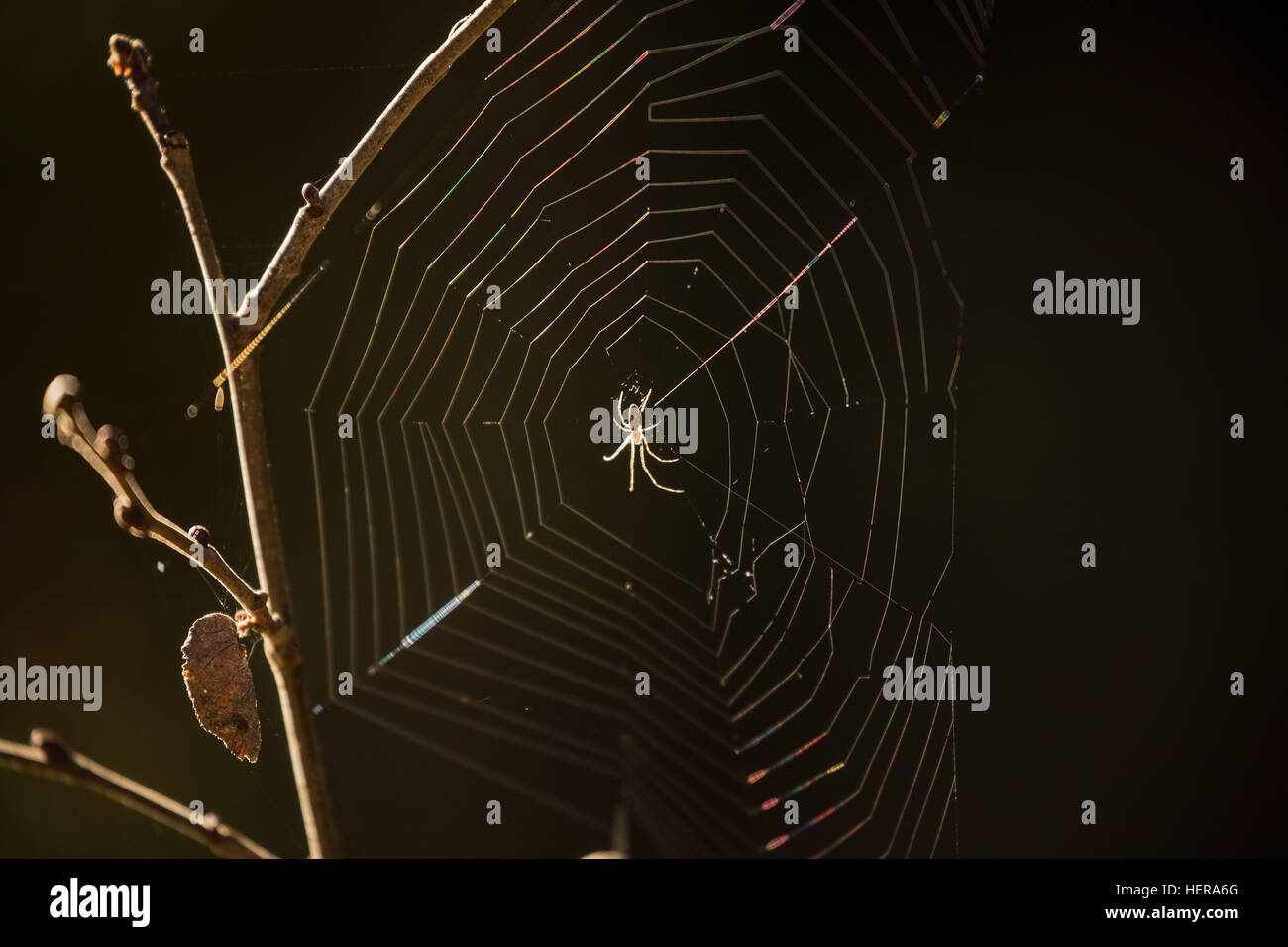 animal,art,black,bug,cobweb,connection,design,element,horror,insect,isolated,line,macro,nature,net,network,pattern,scary,silhouette,spider,spiderweb,symbol,texture,thread,trap,vector,web,white Stock Photo