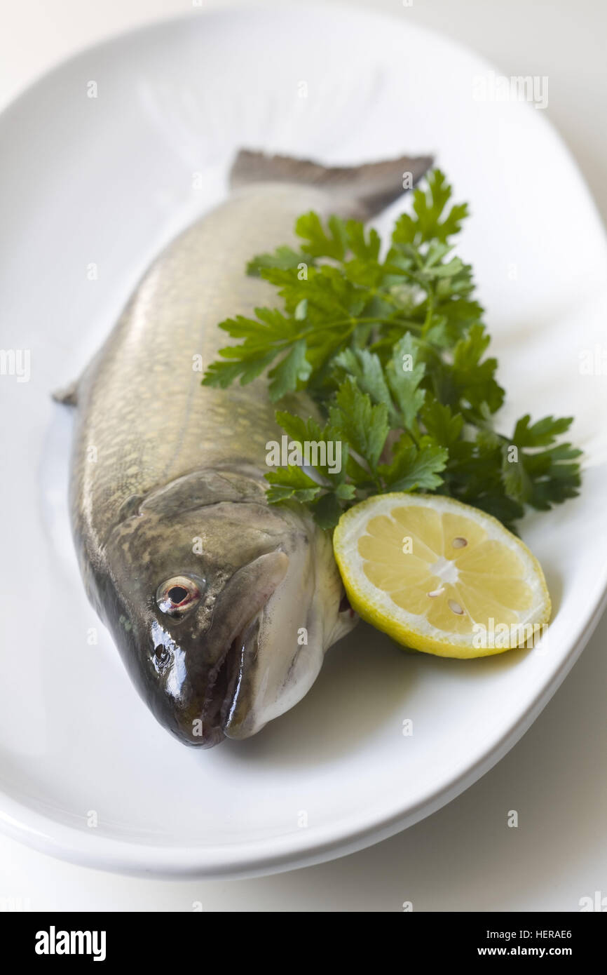 Bachsaibling auf Fischteller Stock Photo - Alamy