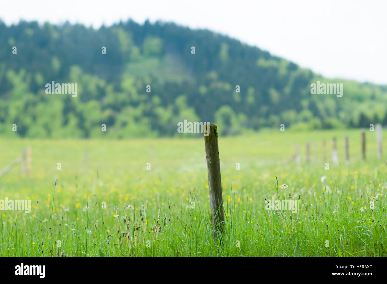 Barbed wire fence, Bavaria, Germany Stock Photo