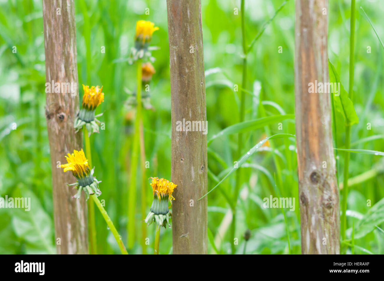 Common dandelion on wooden fence, Bavaria, Germany Stock Photo
