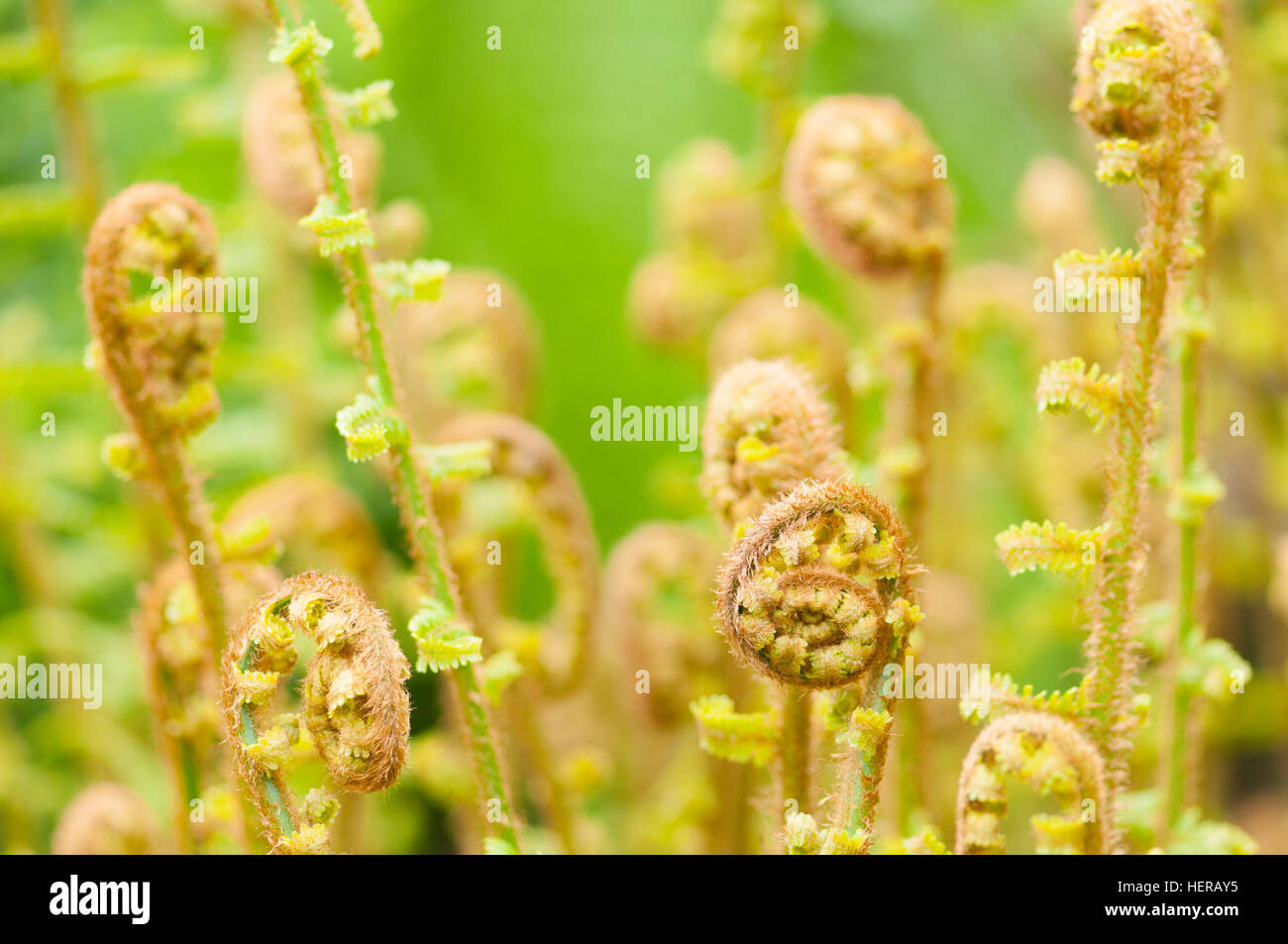 Rolled up fern leaf Stock Photo