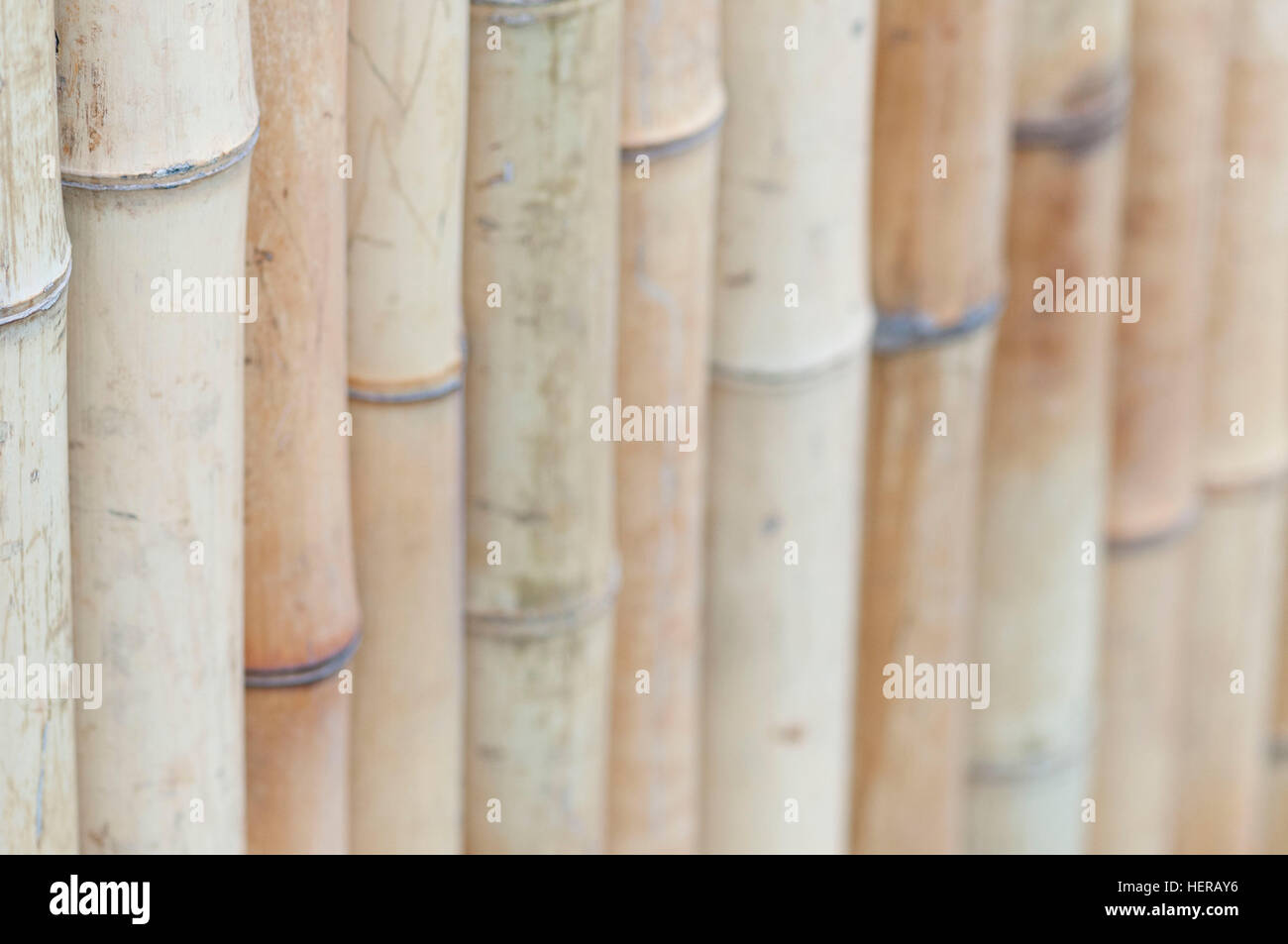 Wall made of bamboo Stock Photo