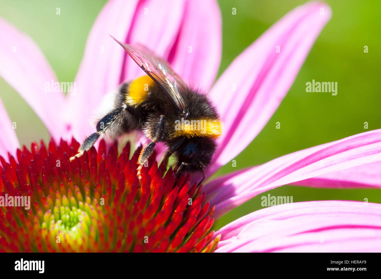 purple coneflower with a bumblebee Stock Photo