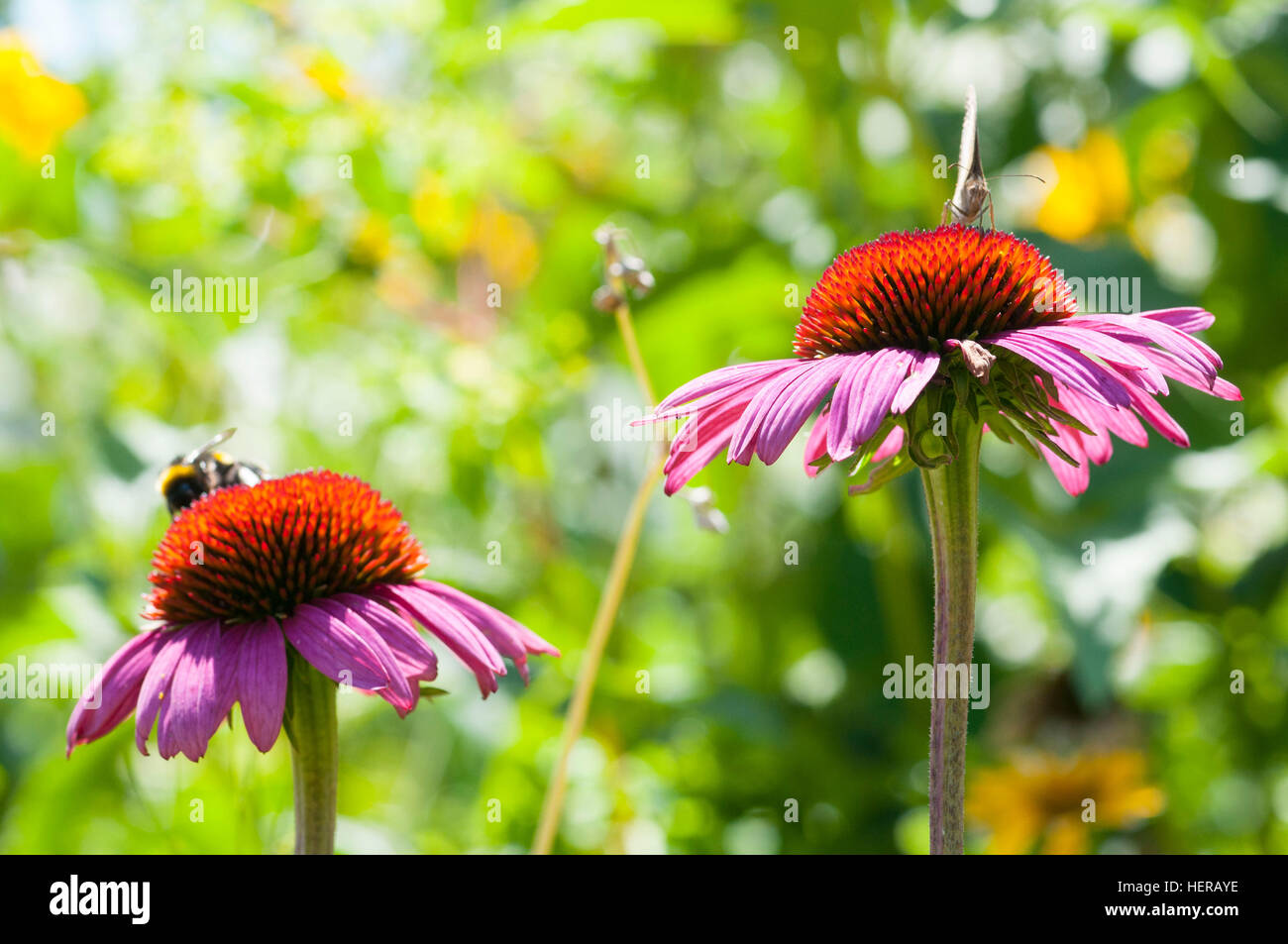 purple coneflower with a bee Stock Photo