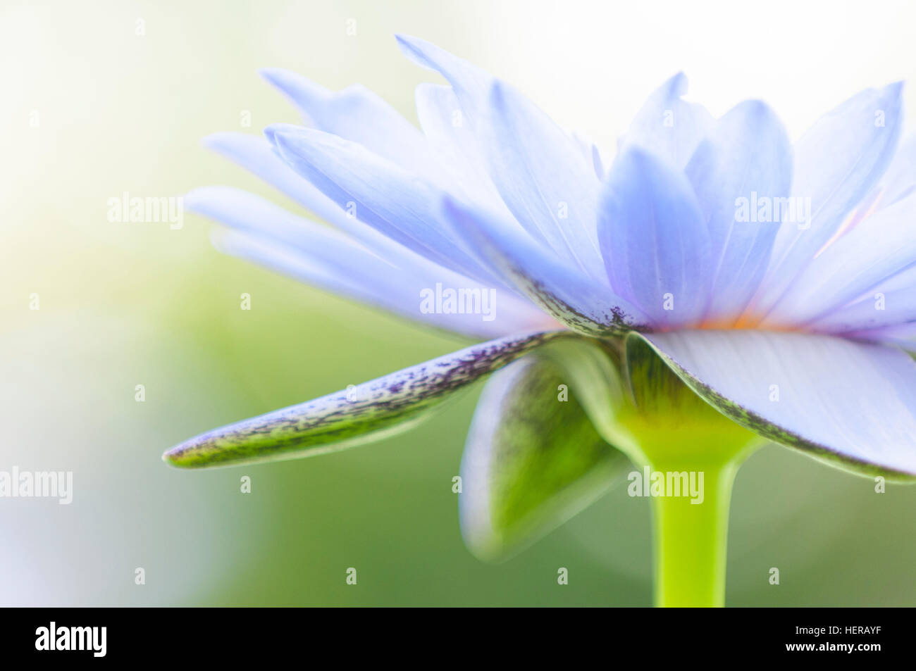 Water lily hybrid Stock Photo