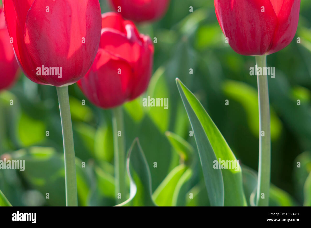 Red tulips in the garden Stock Photo