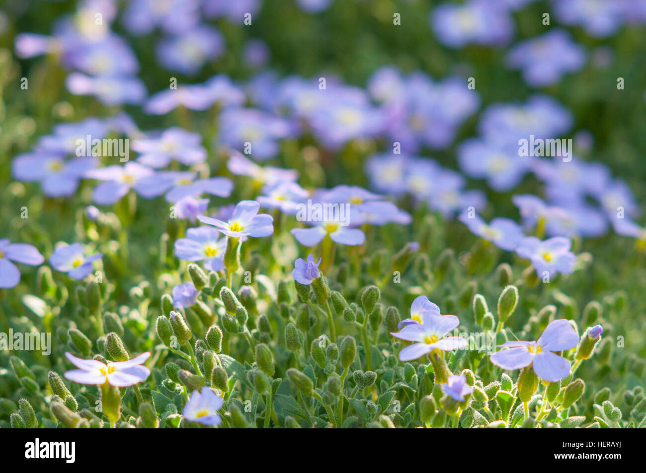 Flower field, Bavaria Stock Photo