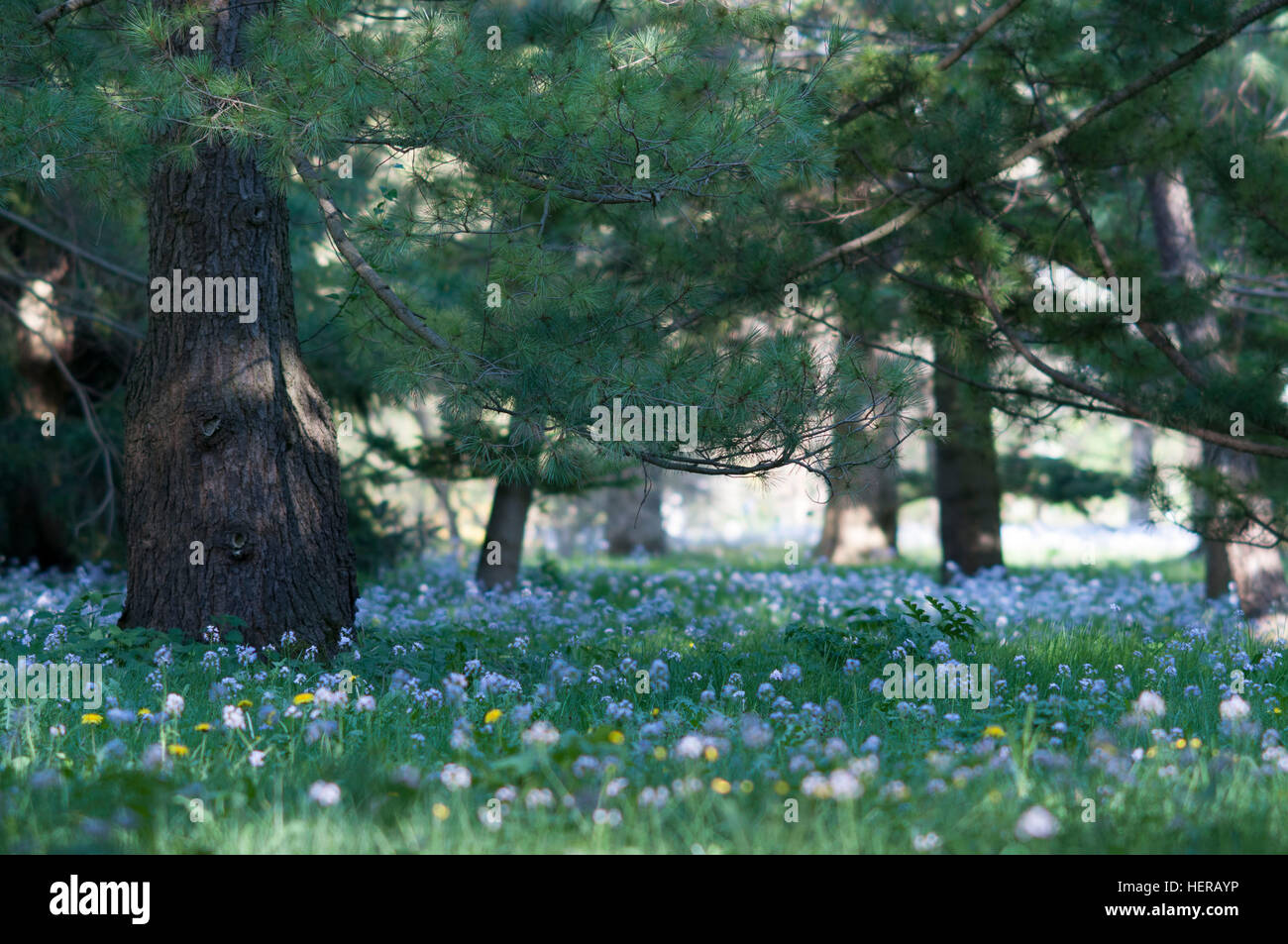 Cedars with spring meadow Stock Photo