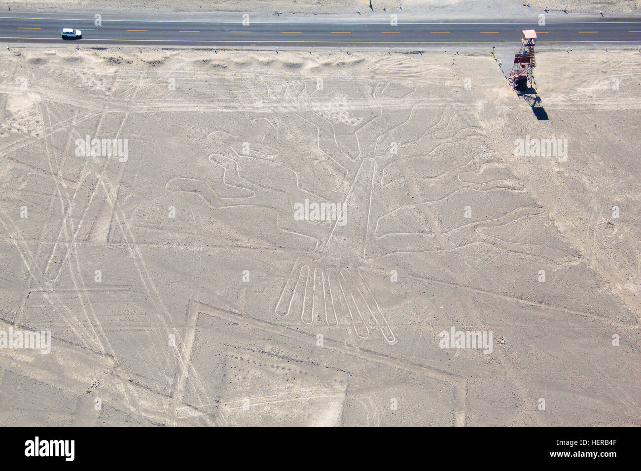 Baum, Nazca-Linien, Peru Stock Photo