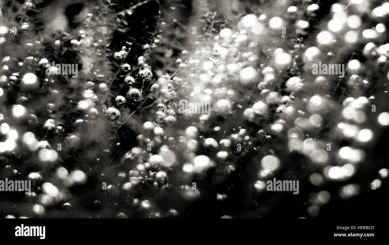 Water blisters hires stock photography and images Alamy