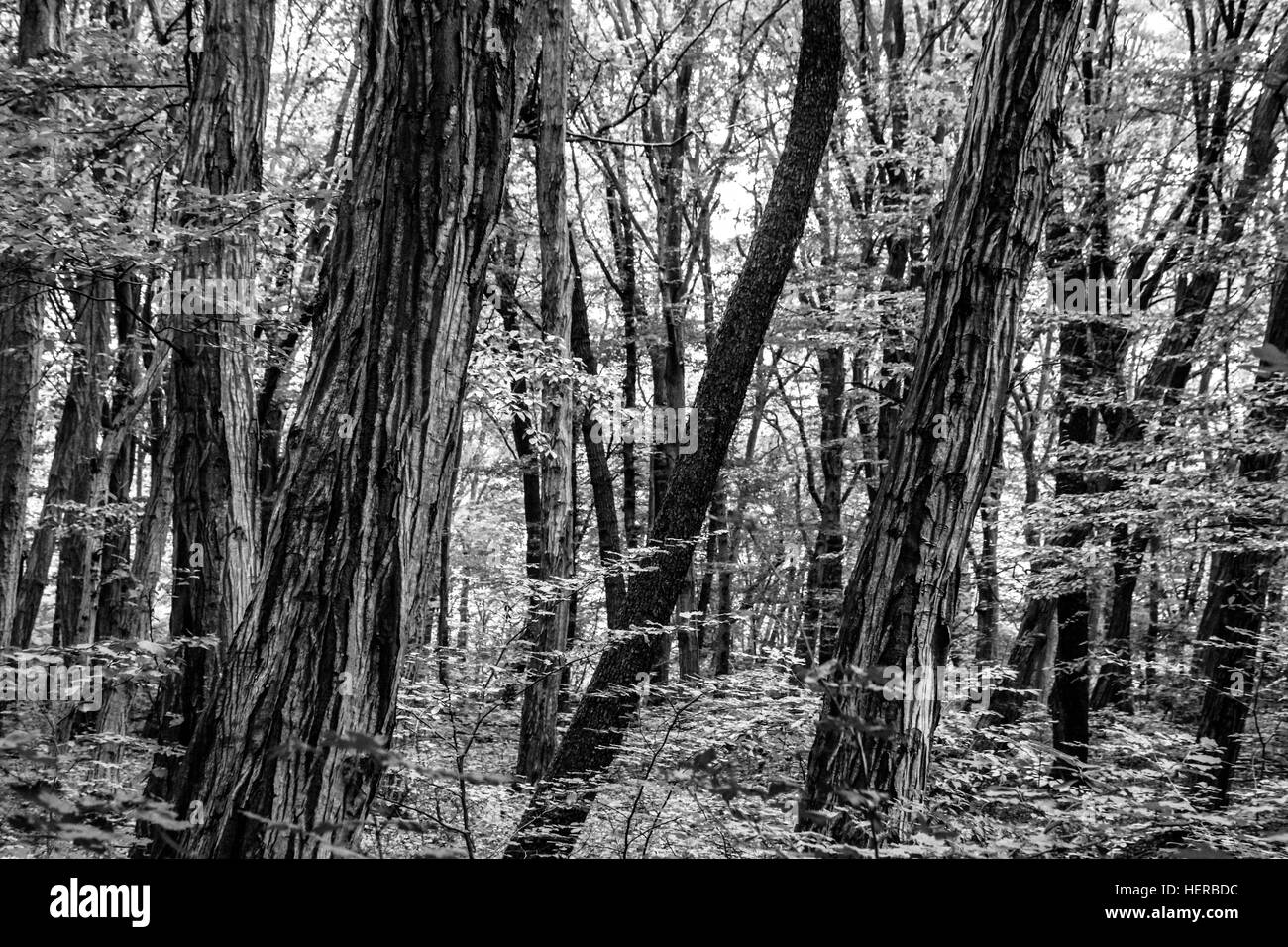 Trees or woody shrubs Black and White Stock Photos & Images - Alamy