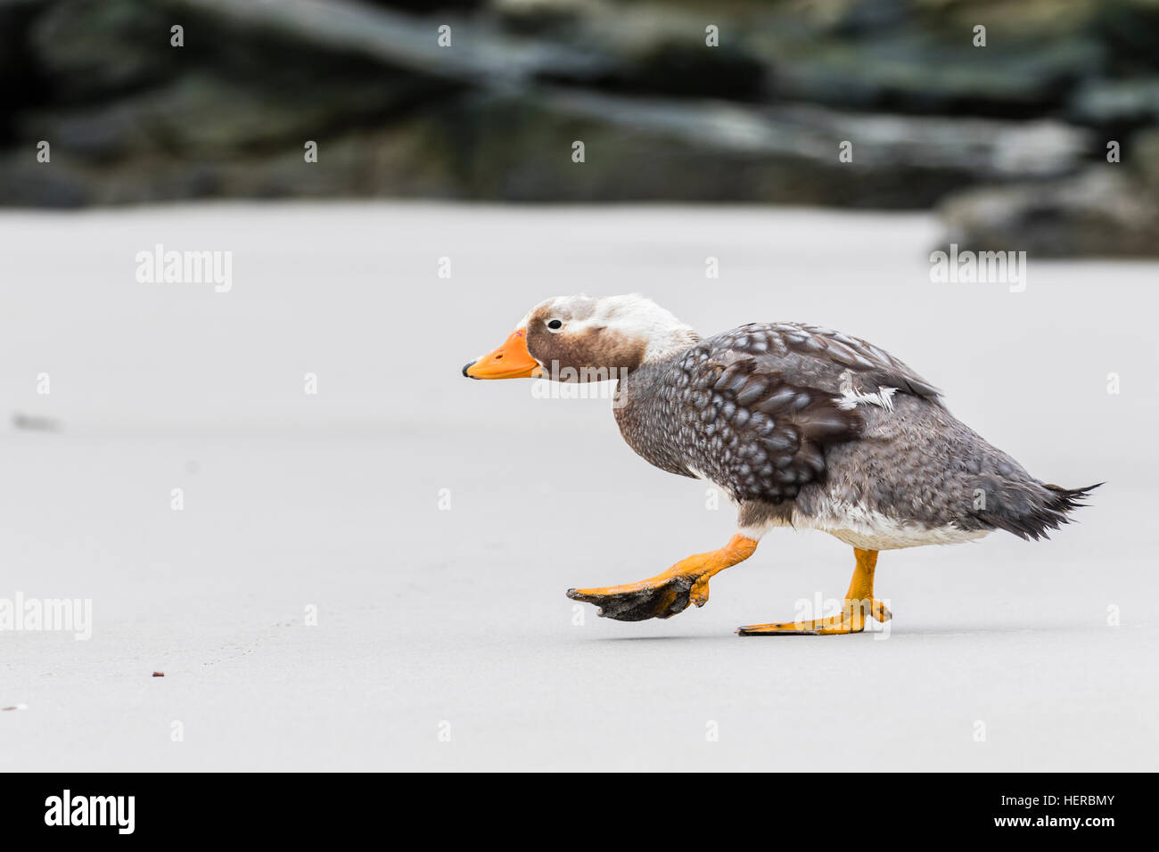 Male Falkland steamer duck on Saunders Island in the Falklands Stock
