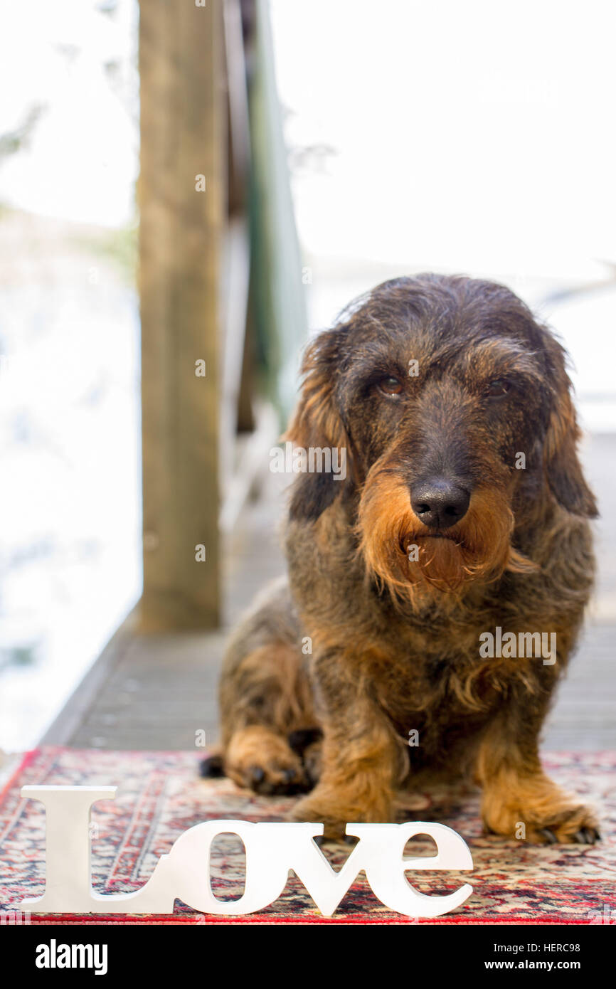 What Hunting Dog Has The Best Nose