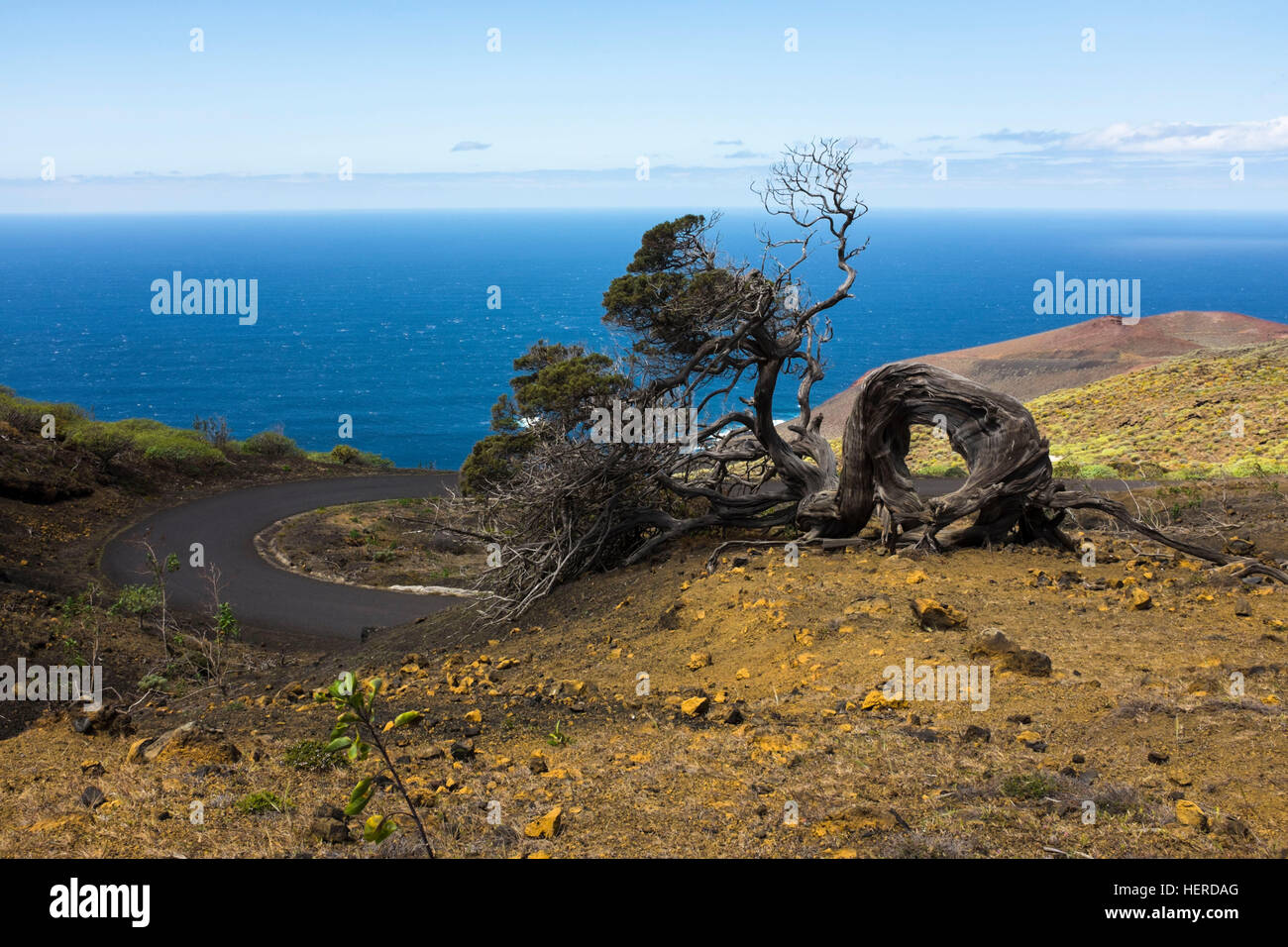 Spanien, Kanarische Inseln, El Hierro, windgebeugter Wacholderbaum bei El Sabinar Stock Photo