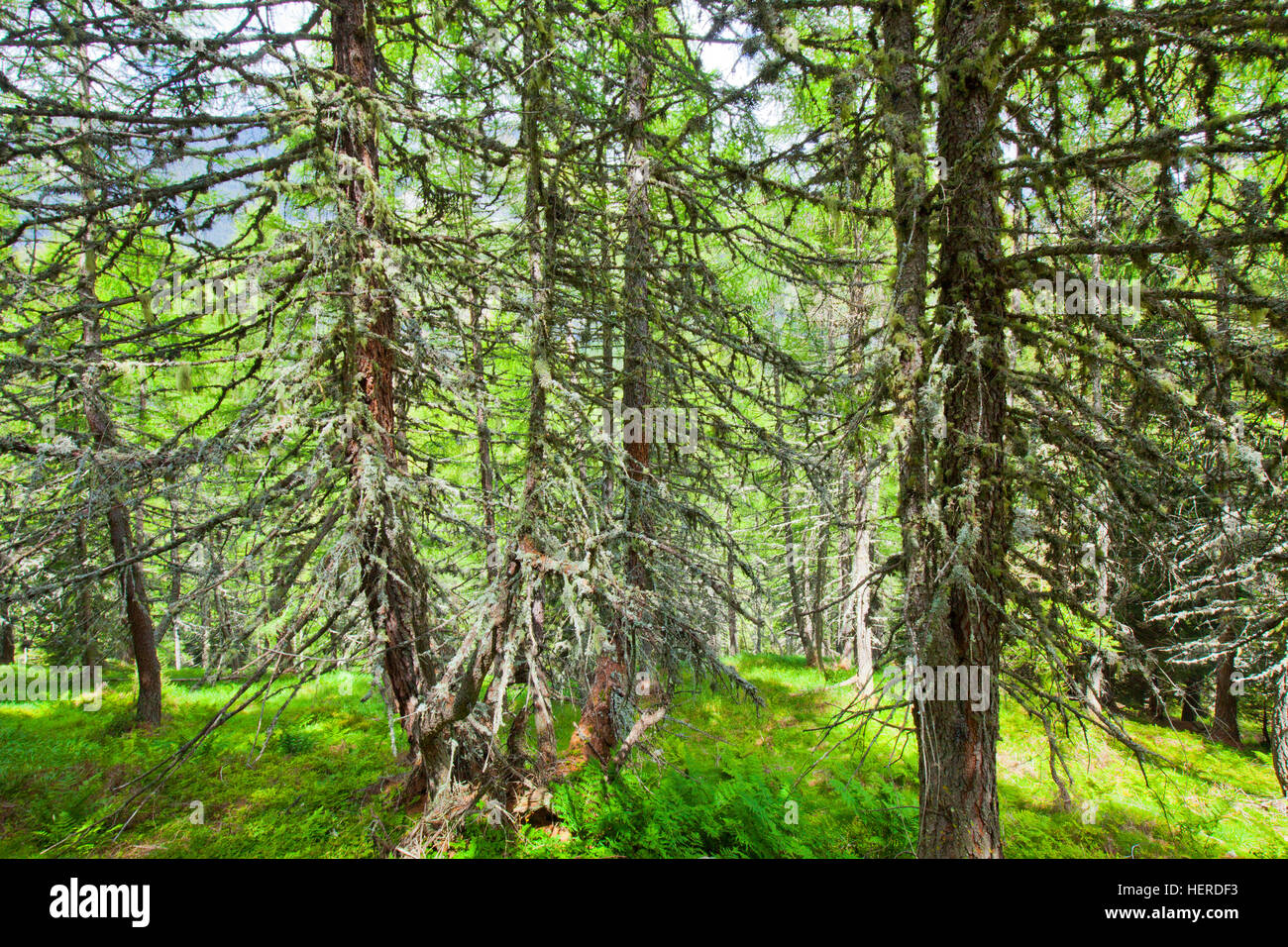 Mountain wood with thick barber's itches Stock Photo