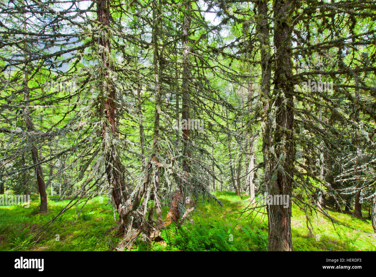 Barber's itch hi-res stock photography and images - Alamy
