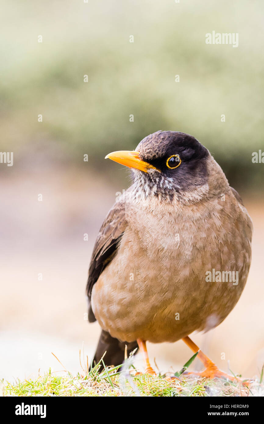 Falkland Thrush on Saunders Island Stock Photo Alamy