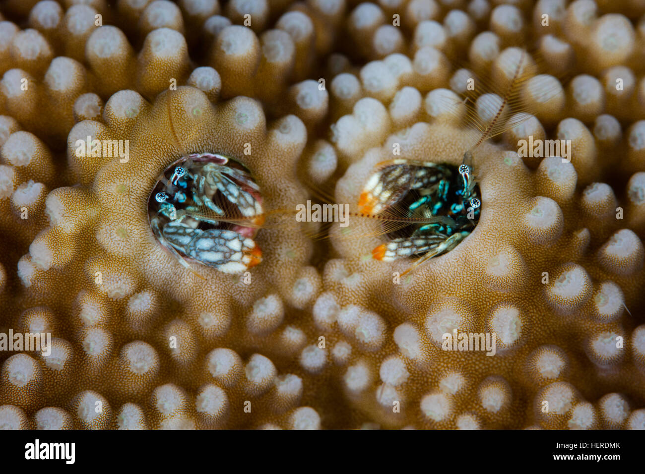 A pair of colorful, small, undescribed hermit crabs (Paguritta sp.) live in a tube surrounded by coral in the Solomon Islands. Stock Photo