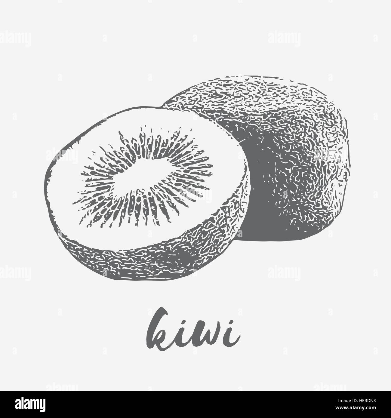 Organic kiwi fruit Stock Vector