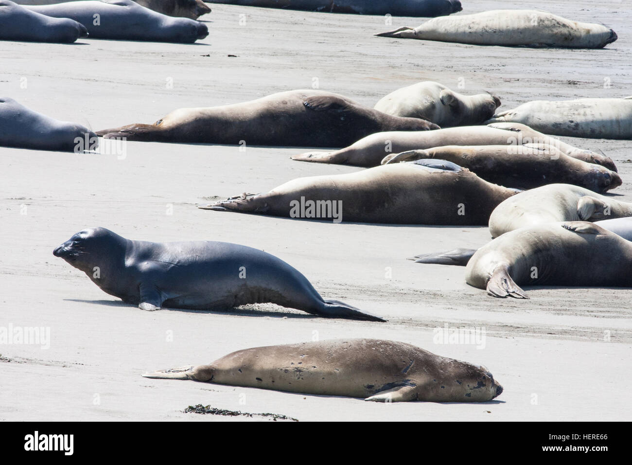 Elephant Seals molting on beach at Piedras Blancas, White Rocks