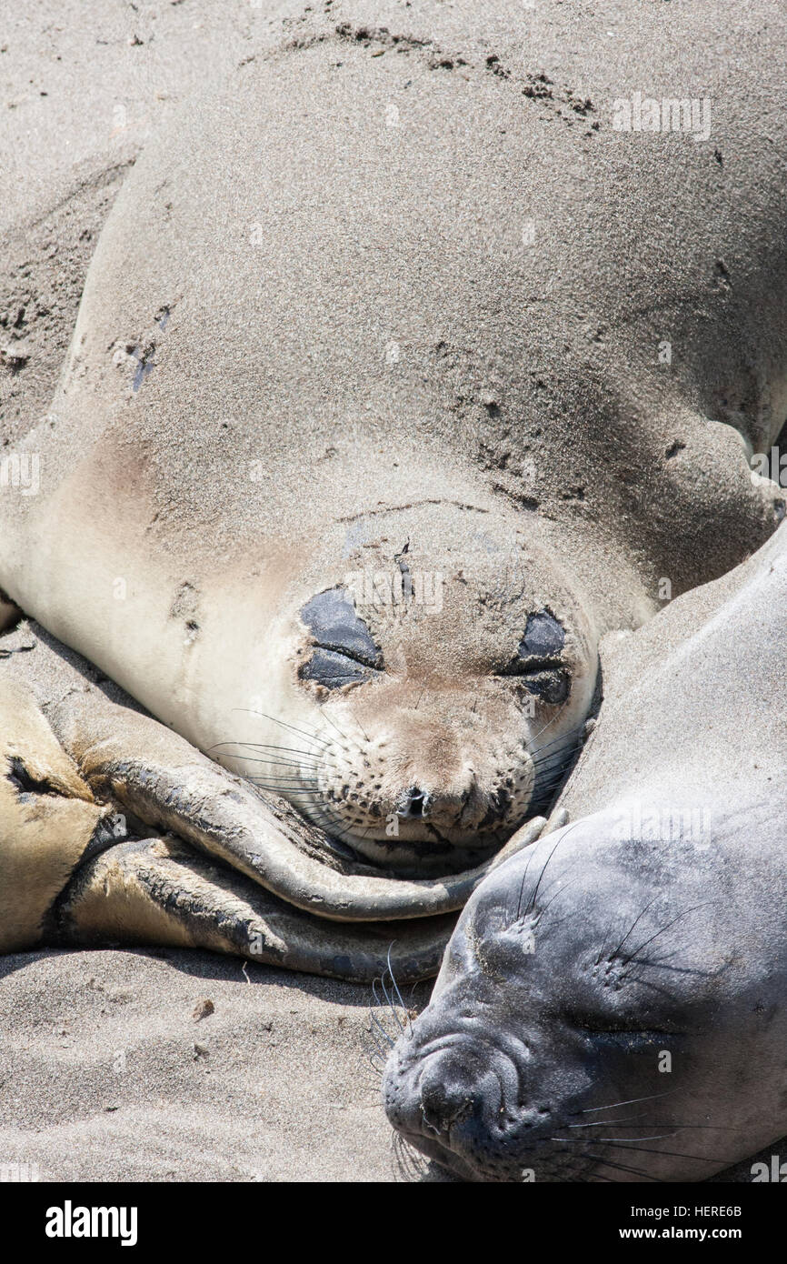 Elephant Seals molting on beach at Piedras Blancas, White Rocks