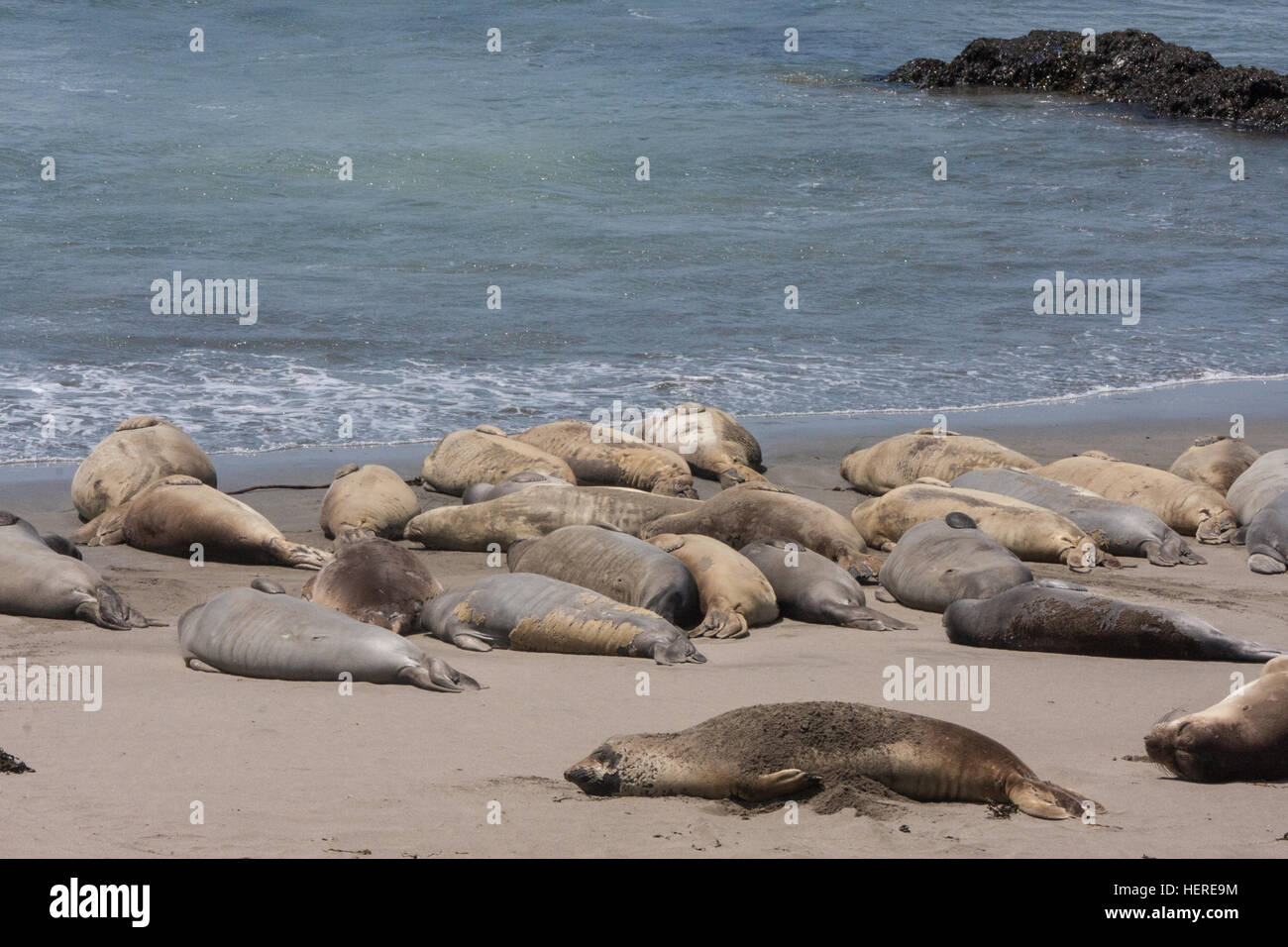 Elephant Seals molting on beach at Piedras Blancas, White Rocks