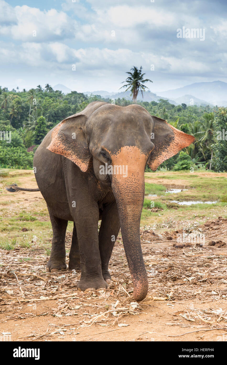 Asian elephant (Elephas maximus), Pinnawala Elephants Orphanage, Pinnawala, Central Province, Sri Lanka, Stock Photo