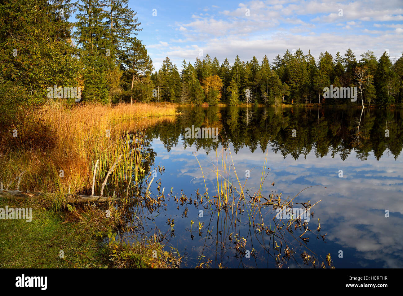 Trees reflected in lake, marsh lake Etang de la Gruère, Saignelegier, Jura Canton, Switzerland Stock Photo