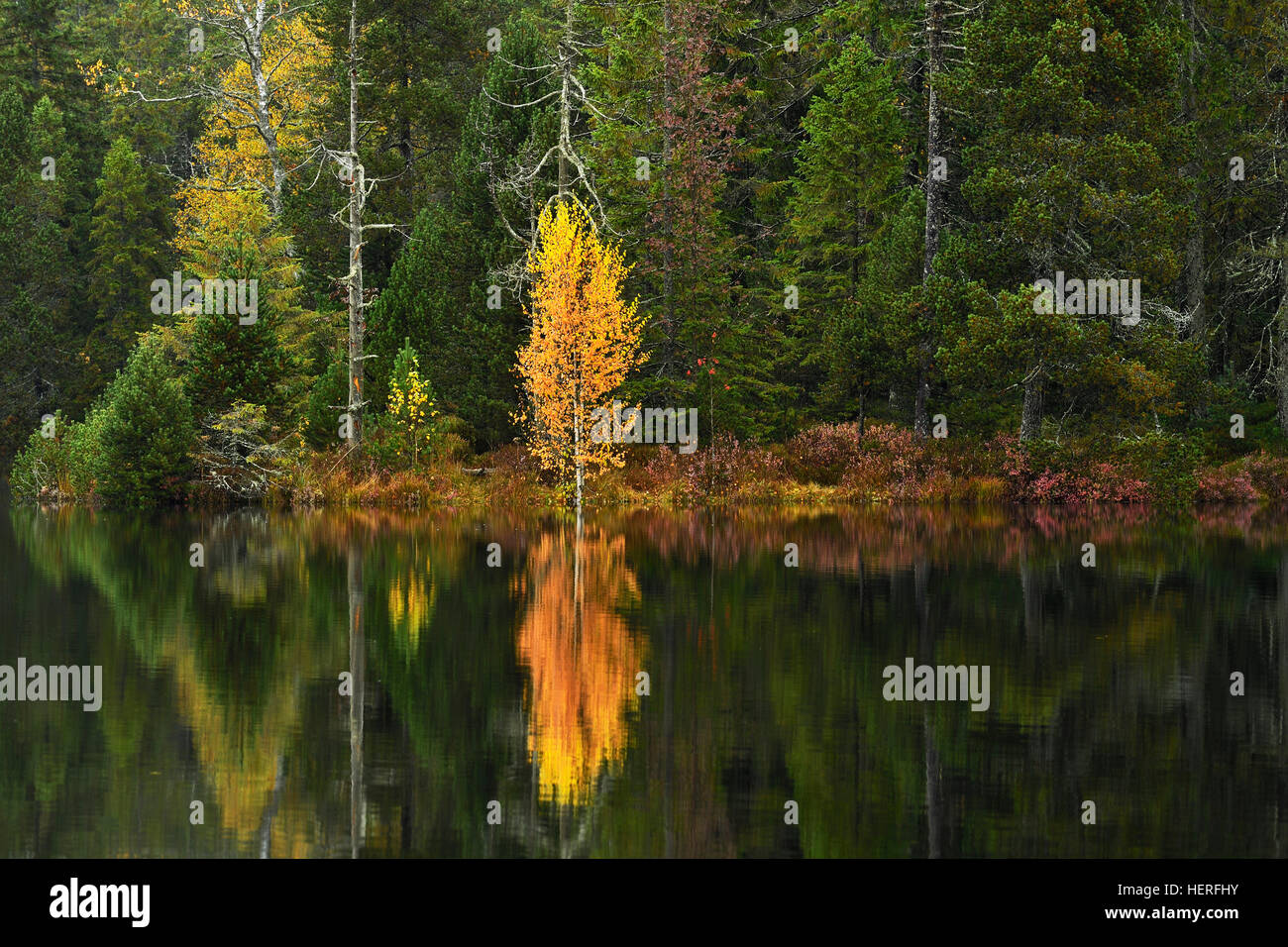 Trees reflected in lake, autumn, marsh lake Etang de la Gruère, Saignelegier, Jura Canton, Switzerland Stock Photo