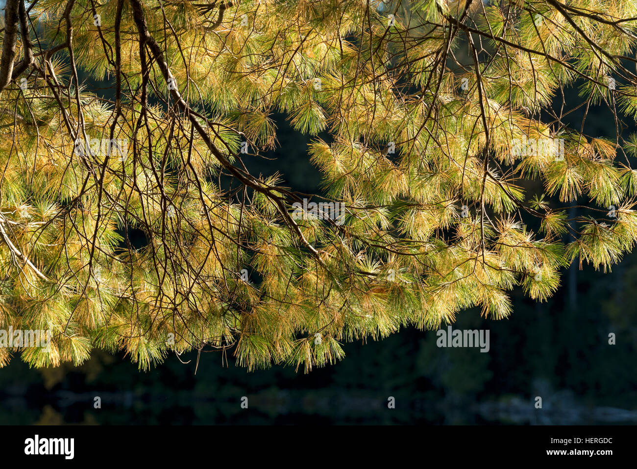 Eastern white pine tree branches, Adirondack State Park, New York. Stock Photo