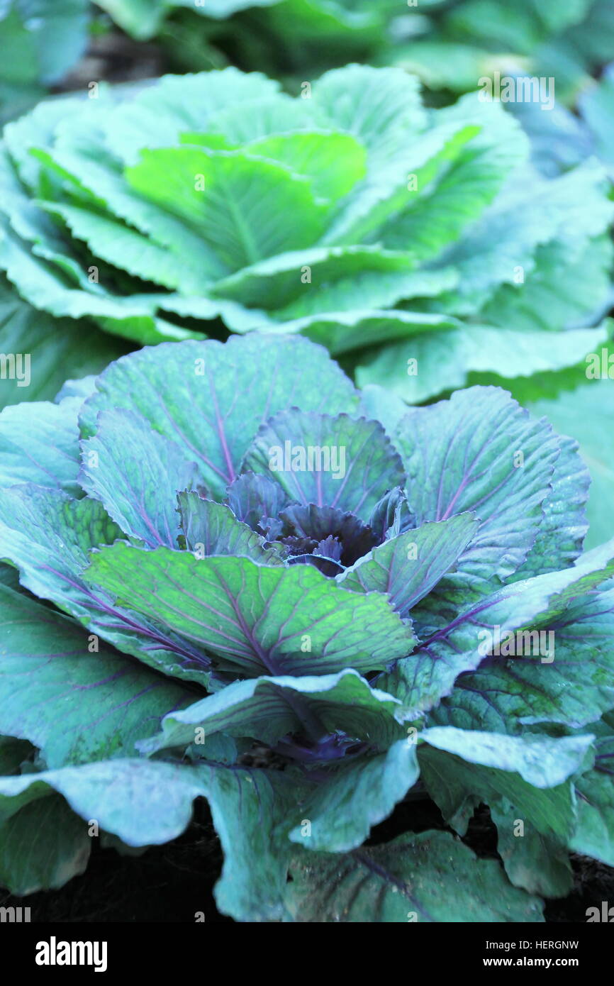 Purple cabbage flower hires stock photography and images Alamy