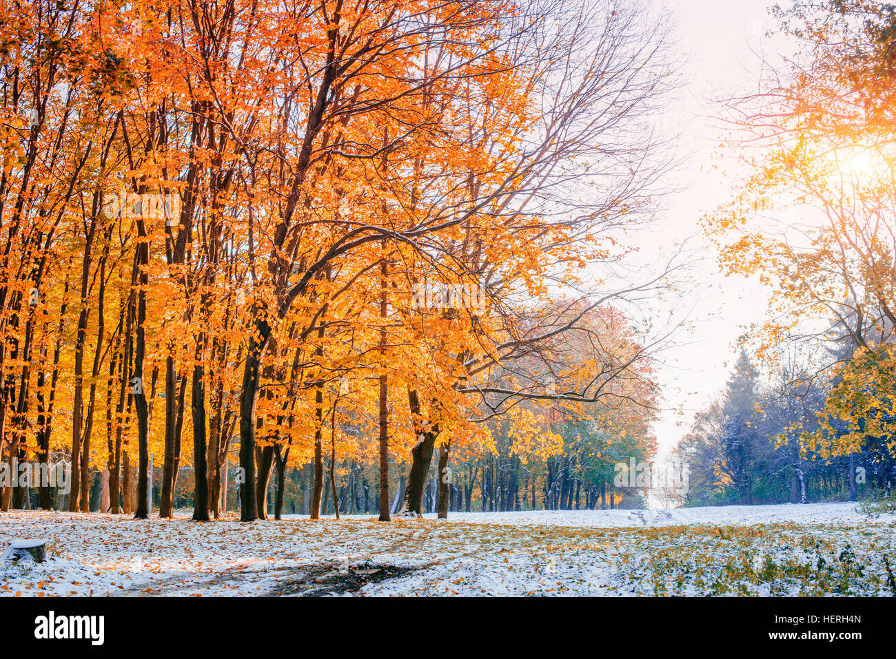 October mountain beech forest with first winter snow Stock Photo Alamy