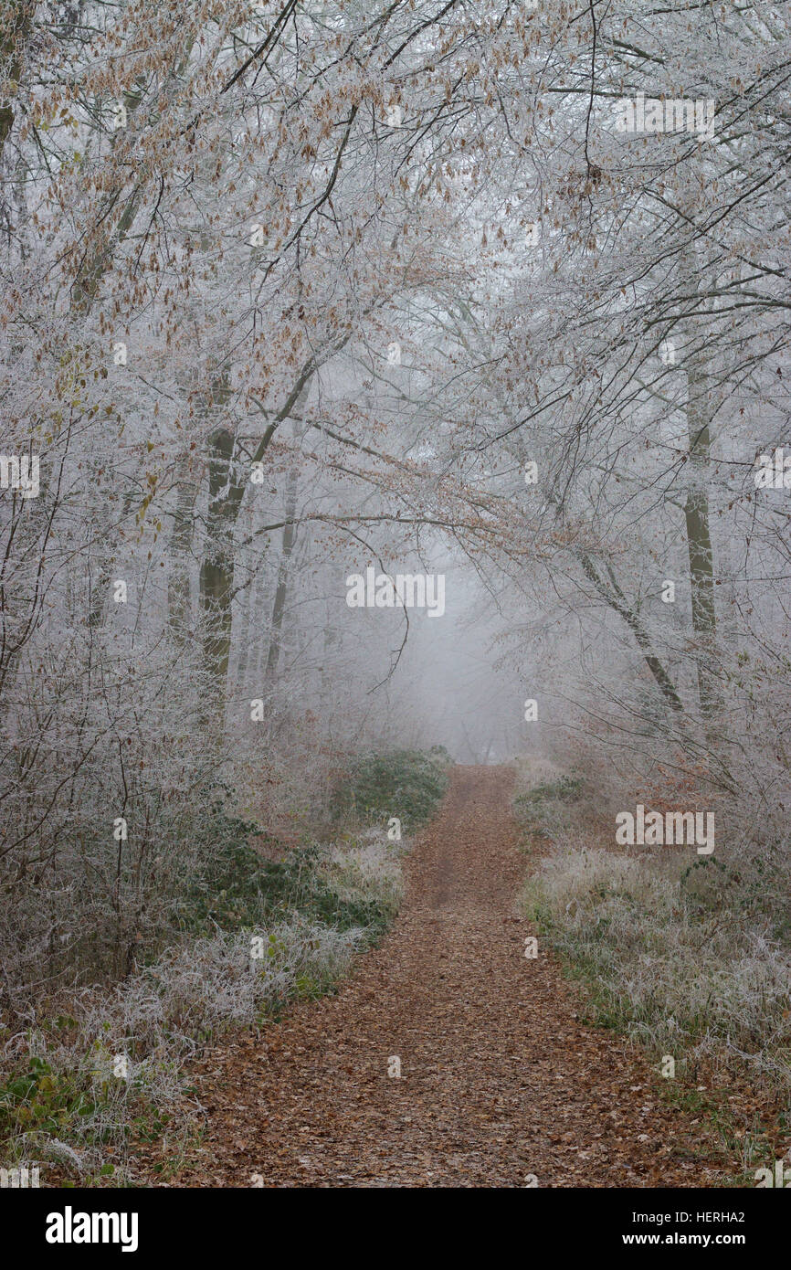A trail in a forest on a foggy day in autumn Stock Photo - Alamy