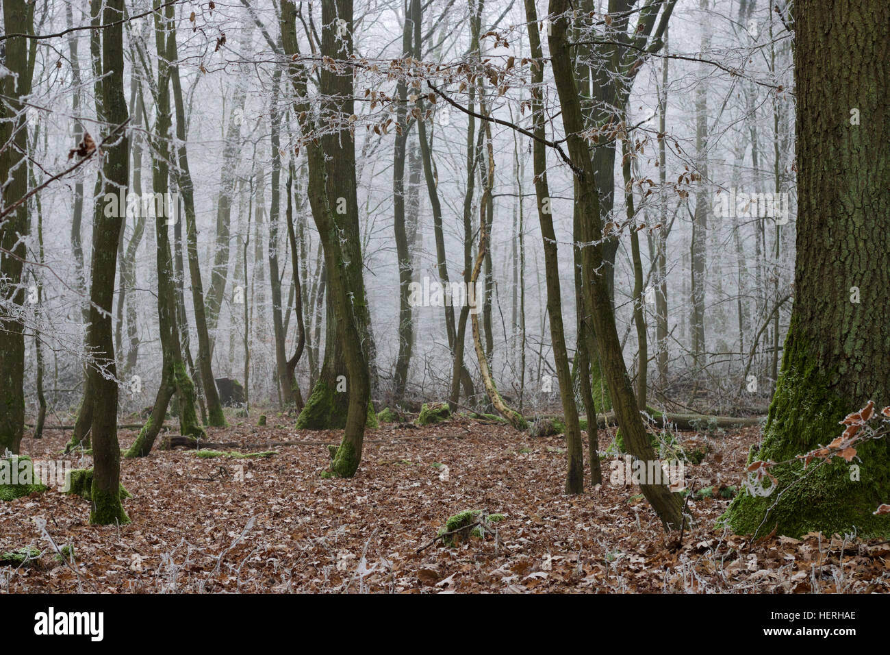 A foggy day in a forest Stock Photo - Alamy