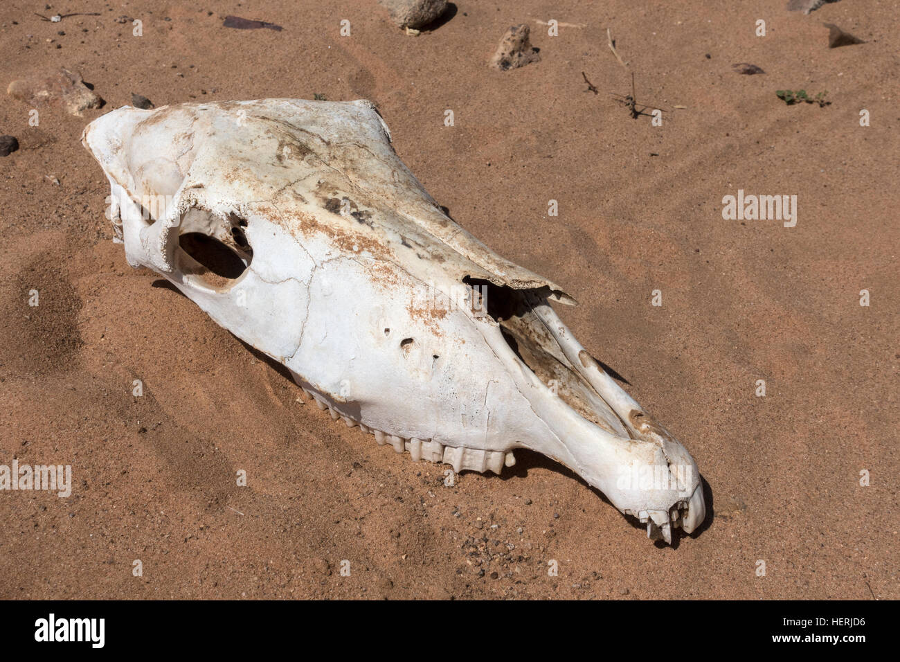 Camel bones in the Sudan desert, Africa Stock Photo - Alamy