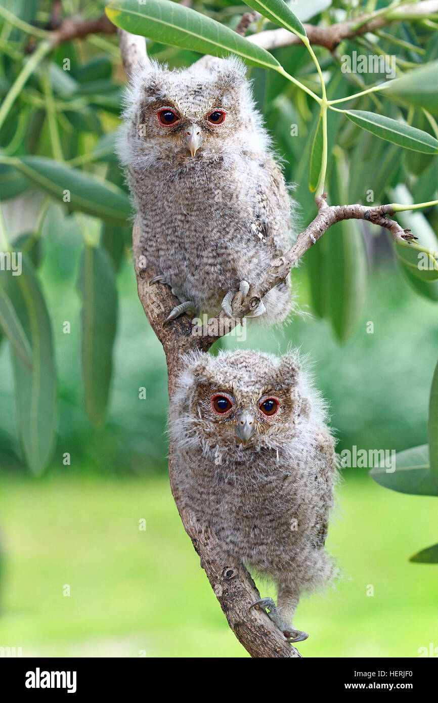 Two owlets sitting on a branch, Indonesia Stock Photo - Alamy