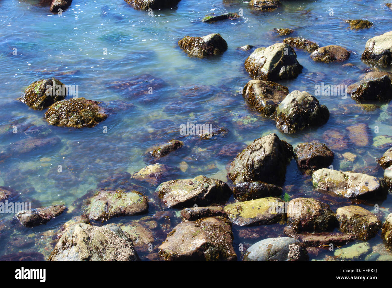 California rocky intertidal zone hi-res stock photography and images ...